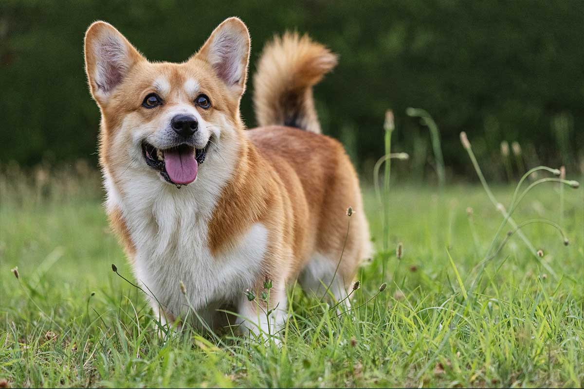 Corgi